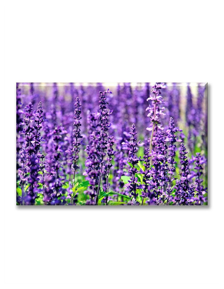 Cuadro decorativo Lavanda