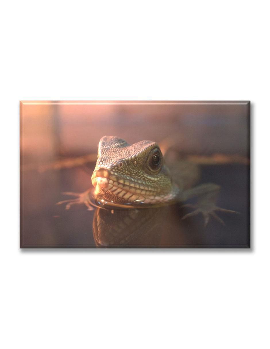 Cuadro decorativo Reptil nadando