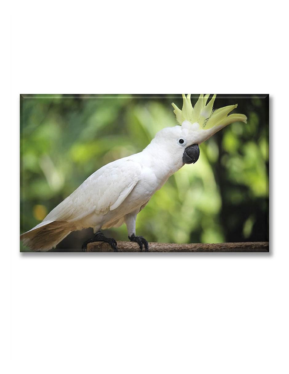 Cuadro decorativo Cacatúa