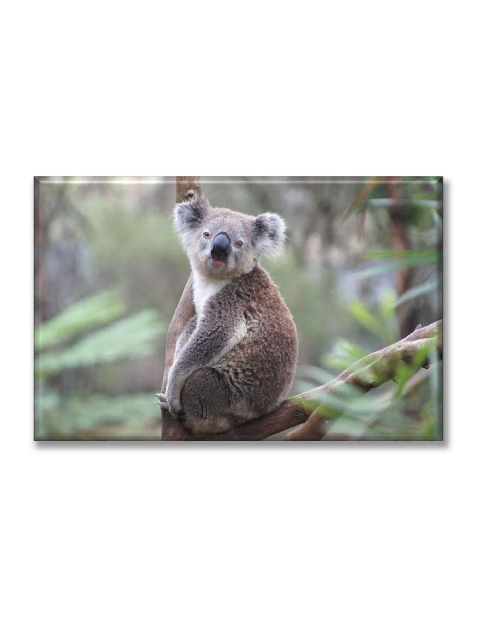 Cuadro decorativo Koala