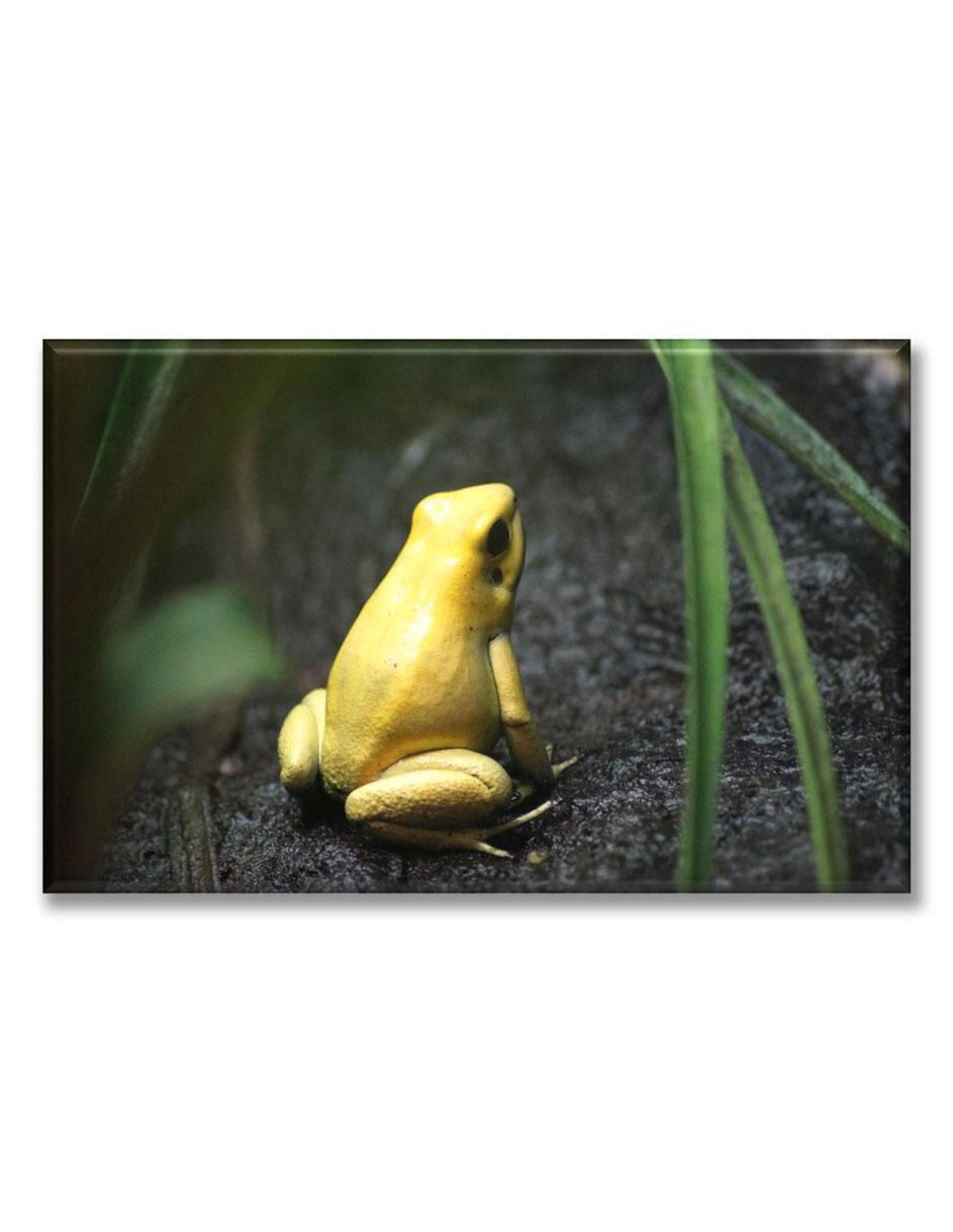 Cuadro decorativo Rana amarilla Cuadro decorativo Rana amarilla