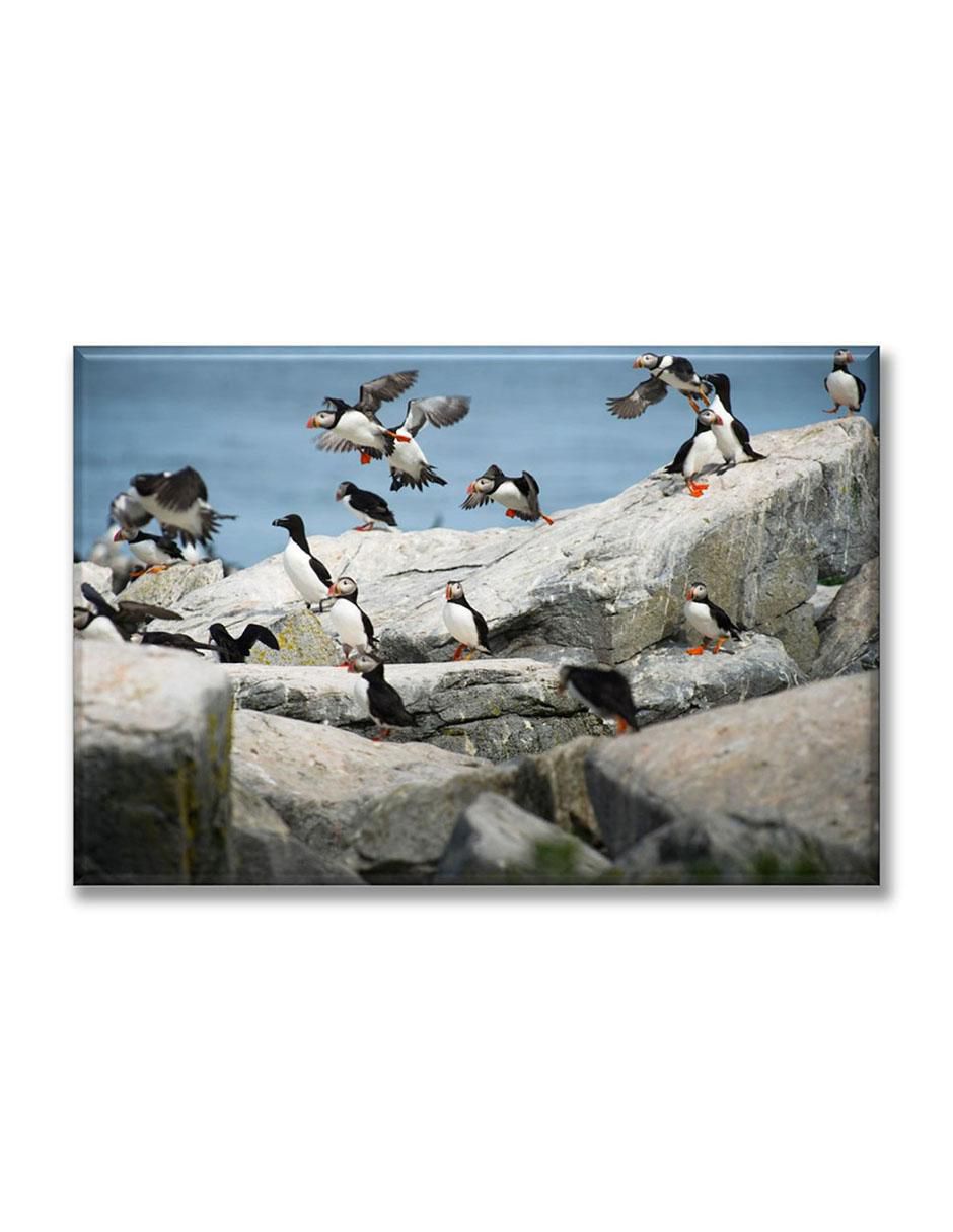 Cuadro decorativo Parvada de pingüinos