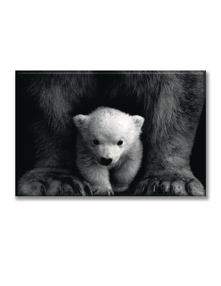 Cuadro decorativo Oso polar bebé Cuadro decorativo Oso polar bebé