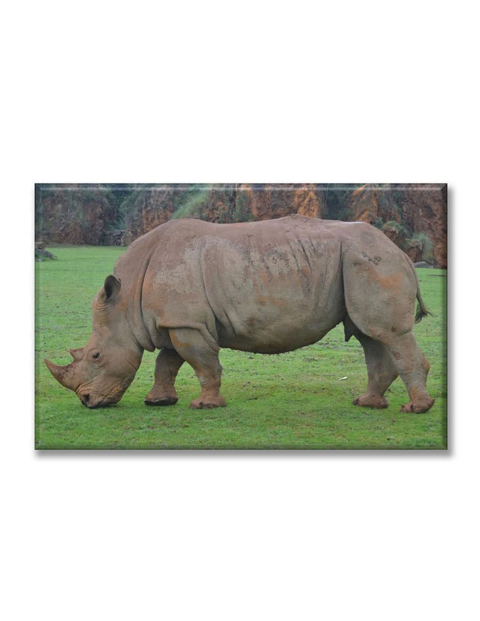 Cuadro decorativo Rinoceronte Cuadro decorativo Rinoceronte