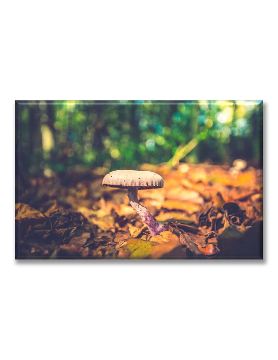 Cuadro decorativo Hongo
