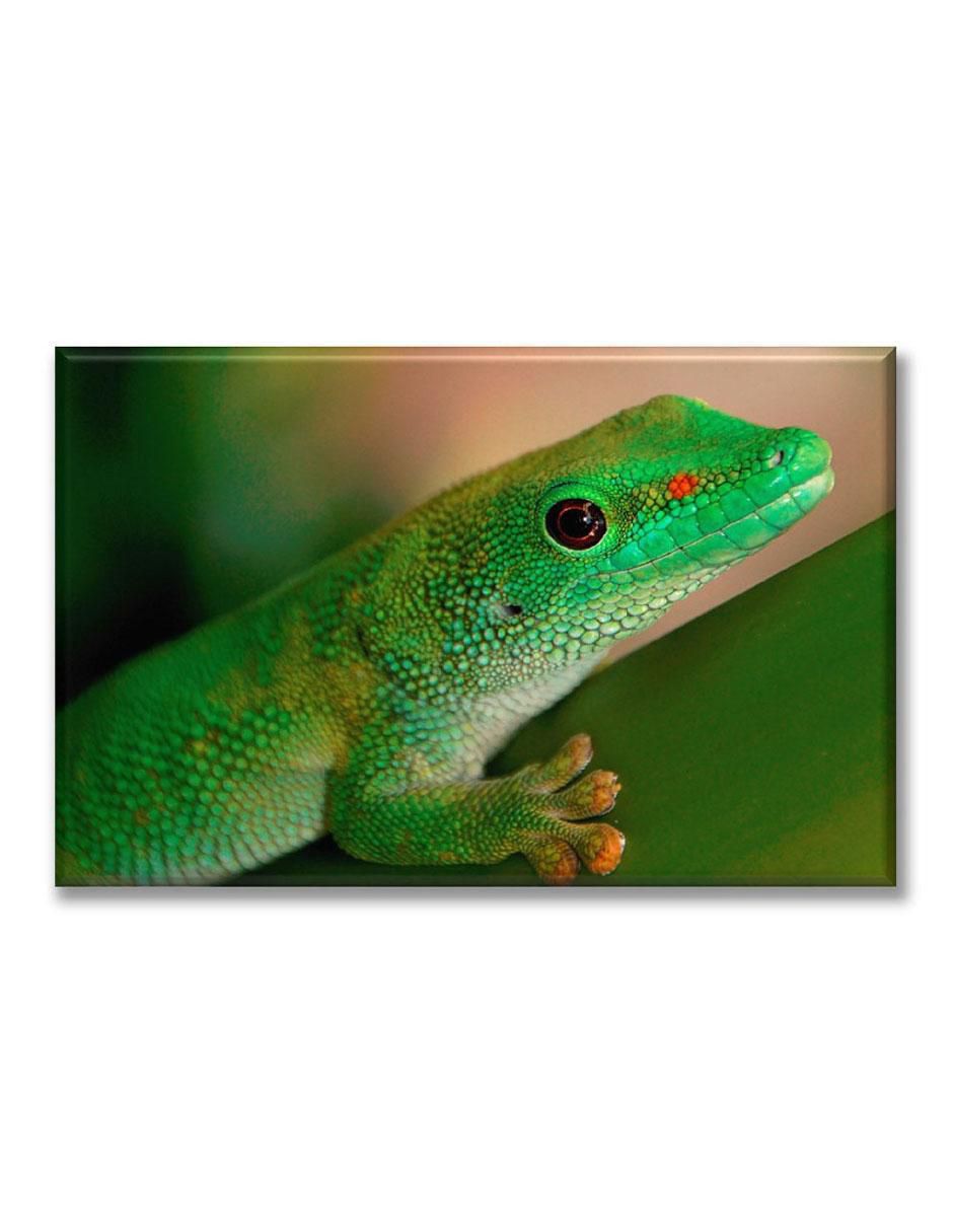Cuadro decorativo Gecko