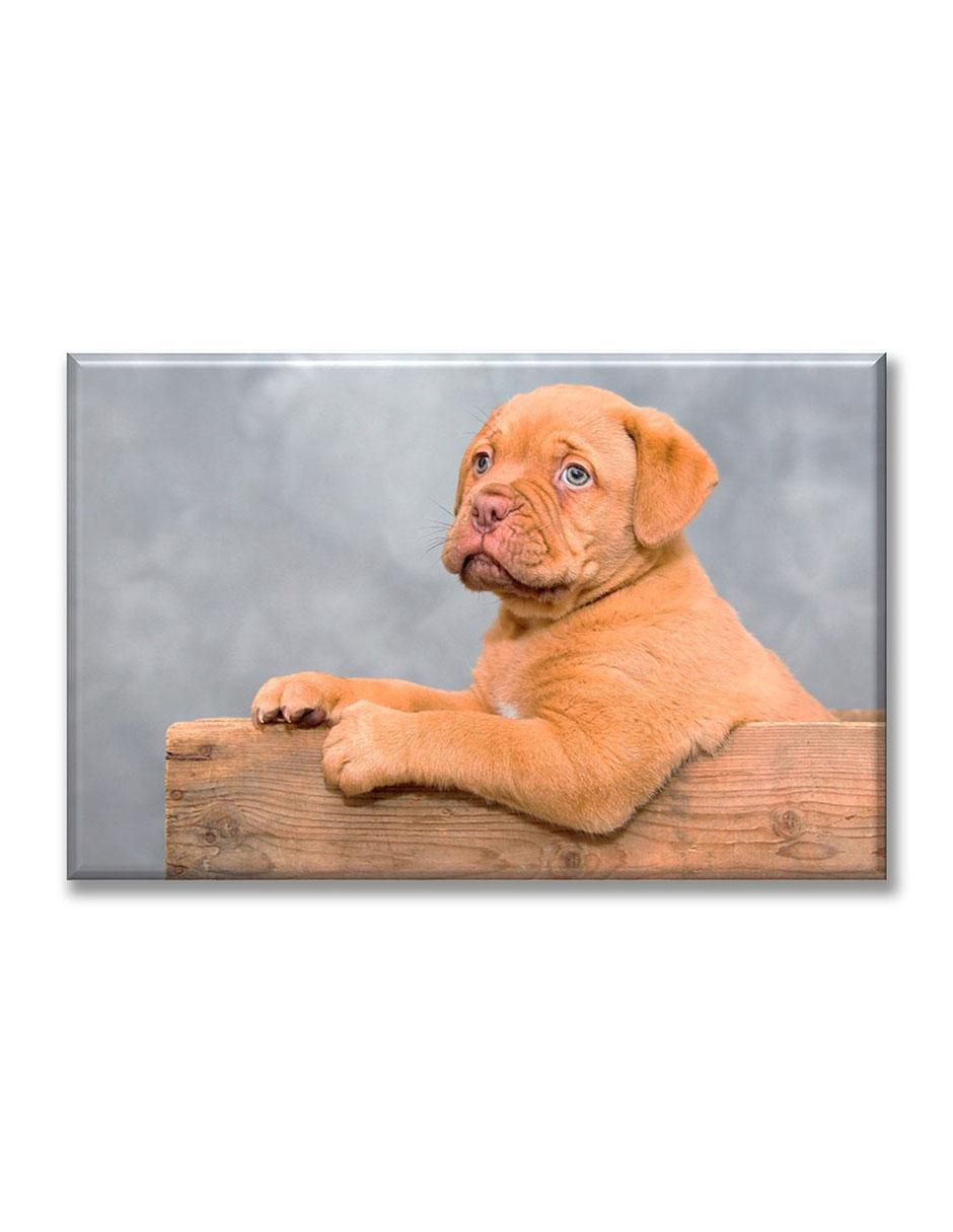 Cuadro decorativo Cachorro guardián Cuadro decorativo Cachorro guardián