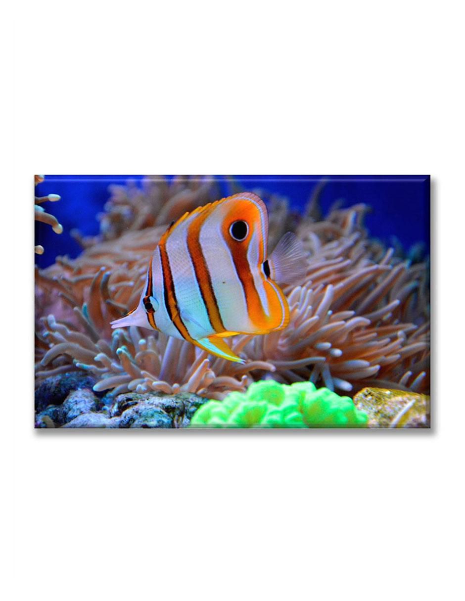 Cuadro decorativo Fauna coral Cuadro decorativo Fauna coral