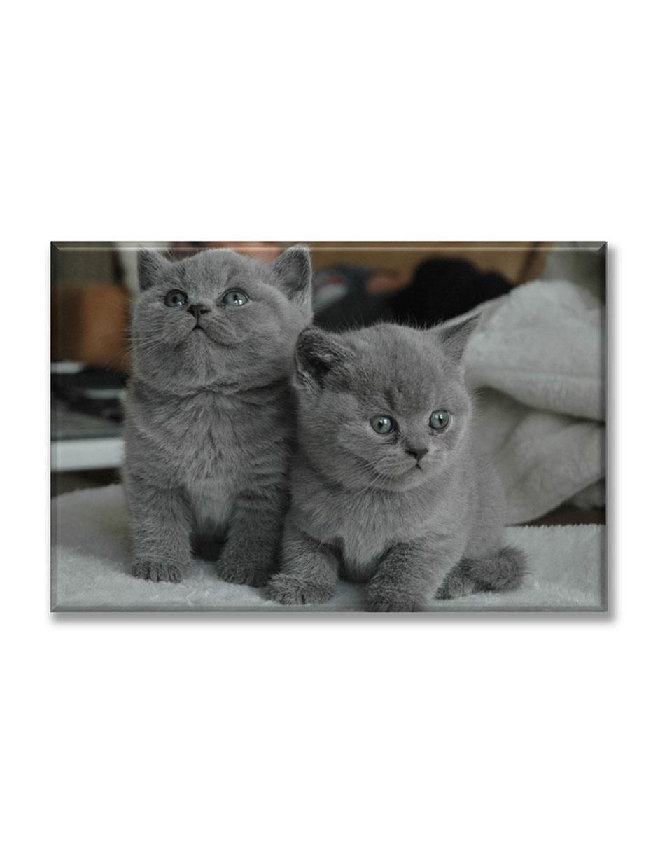 Cuadro decorativo Gatitos grises