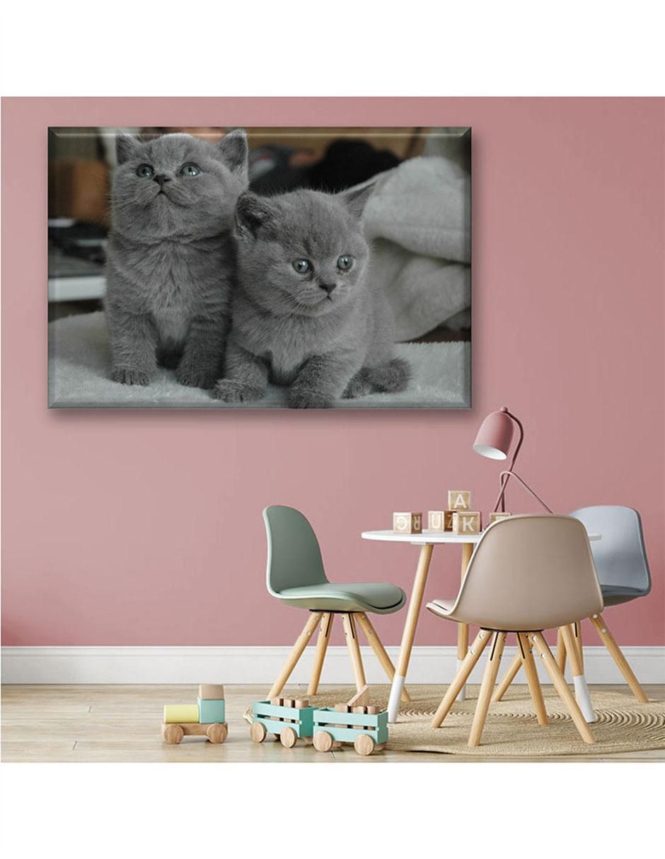 Cuadro decorativo Gatitos grises 4