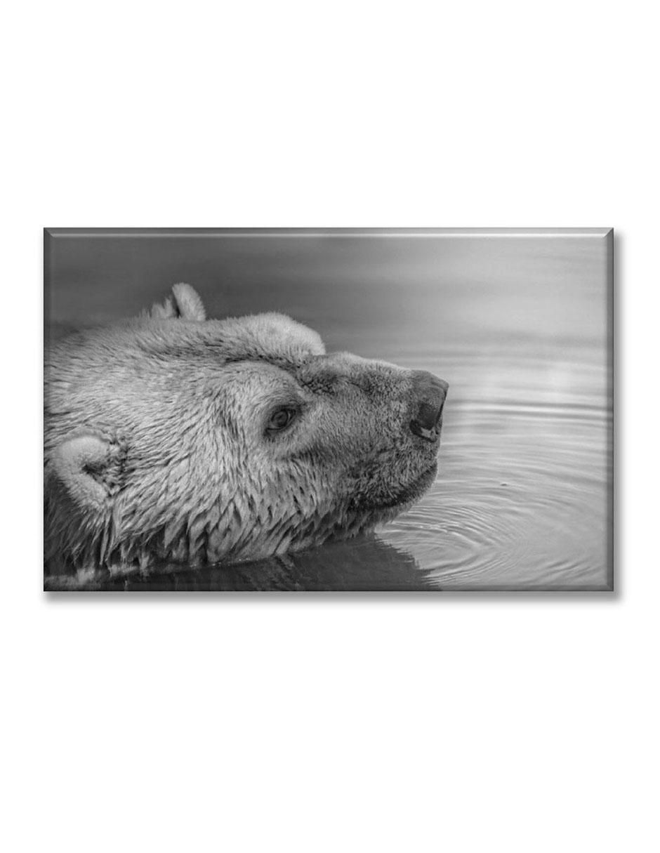 Cuadro decorativo Oso nadando