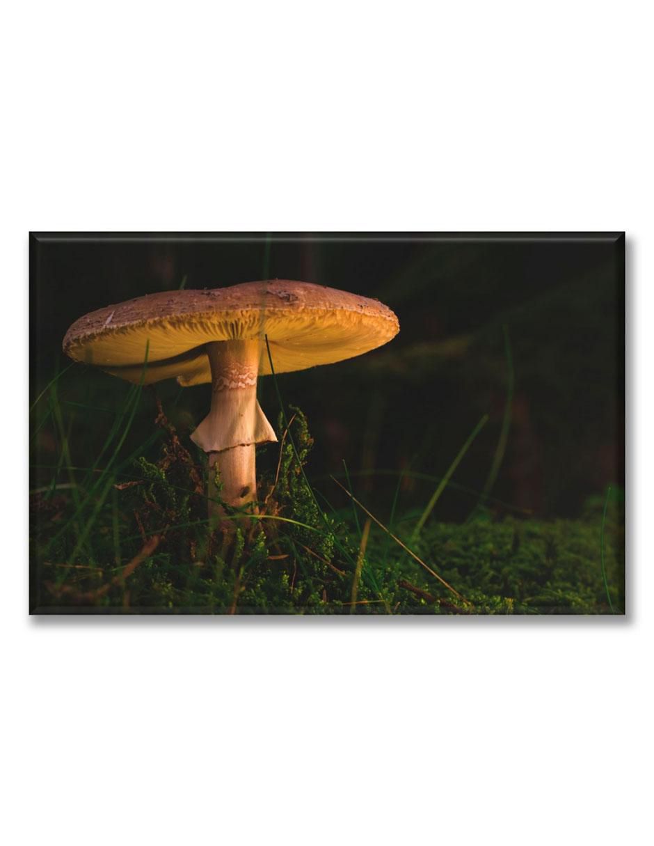 Cuadro decorativo Hongo en la noche Cuadro decorativo Hongo en la noche