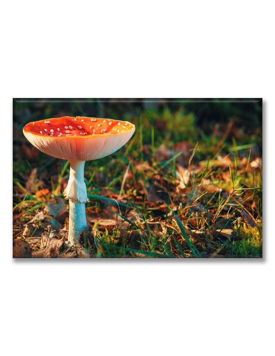 Cuadro decorativo Hongo matamoscas