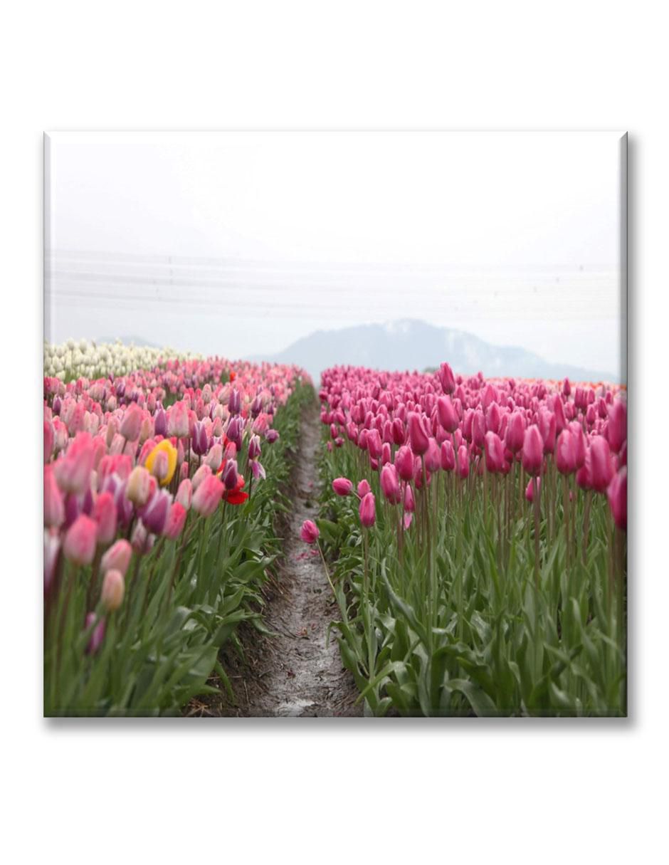Cuadro decorativo Campo de tulipanes