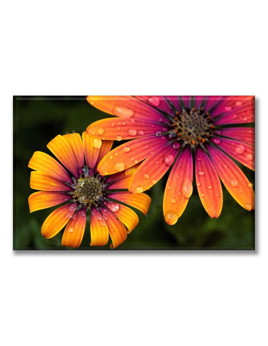 Cuadro decorativo margaritas africanas Cuadro decorativo margaritas africanas