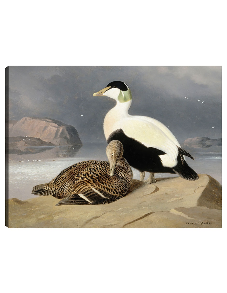 Cuadro decorativo Kaksi Haahkaa (1867) técnica mixta Aves Silvestres Cuadro decorativo Kaksi Haahkaa (1867) técnica mixta Aves Silvestres