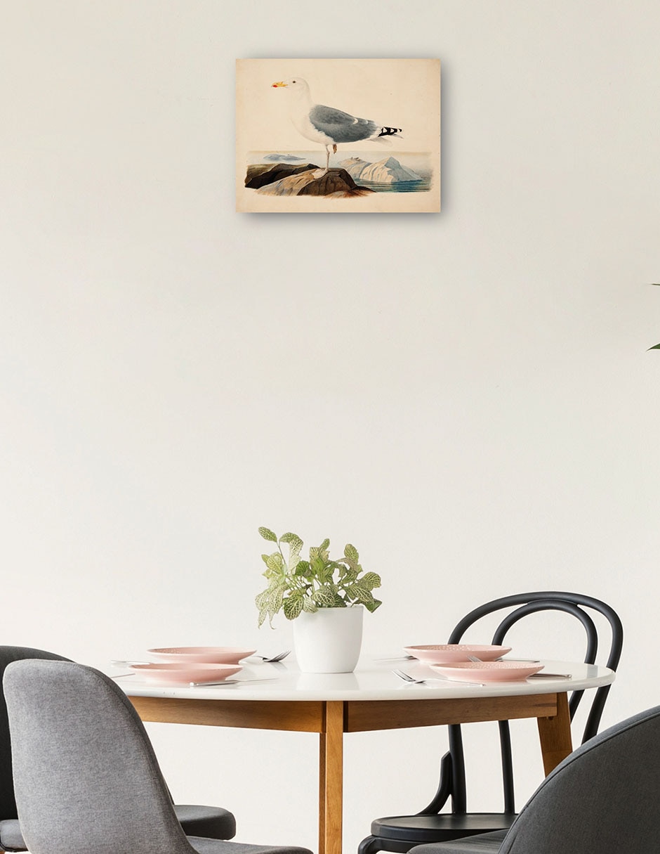 Cuadro decorativo Gaviota argéntea europea (1839) técnica mixta Aves Silvestres 2