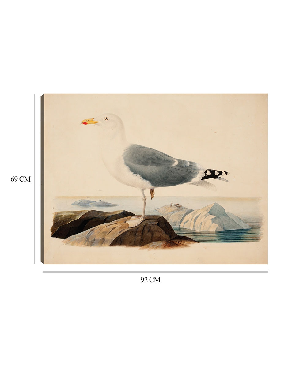 Cuadro decorativo Gaviota argéntea europea (1839) técnica mixta Aves Silvestres 8