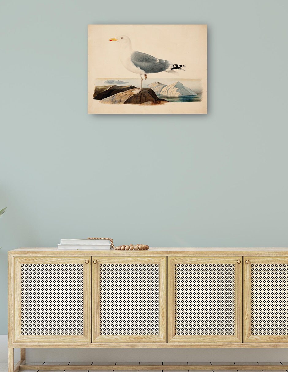 Cuadro decorativo Gaviota argéntea europea (1839) técnica mixta Aves Silvestres 4