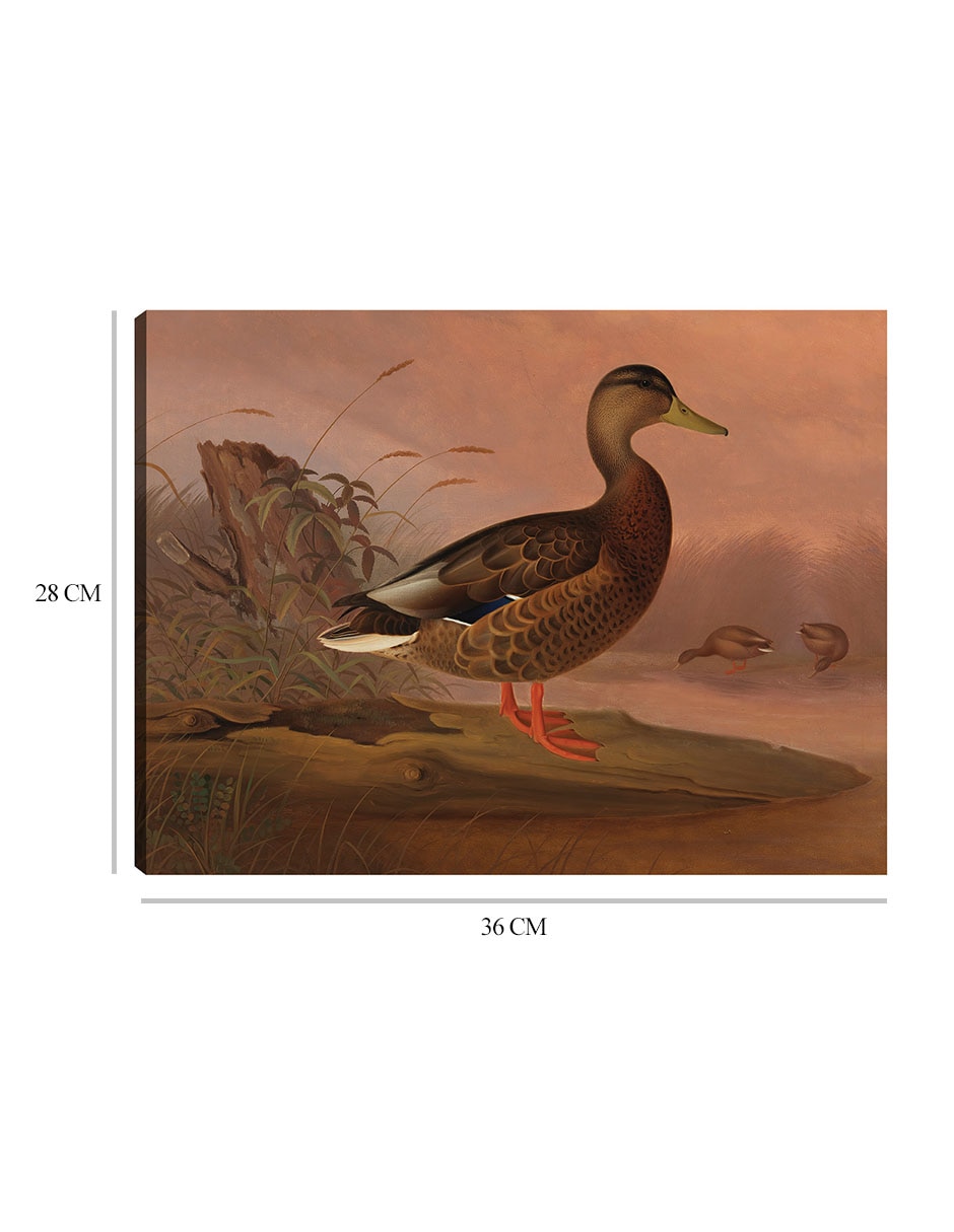 Cuadro decorativo Ánade real (1848) técnica mixta Aves Silvestres 2