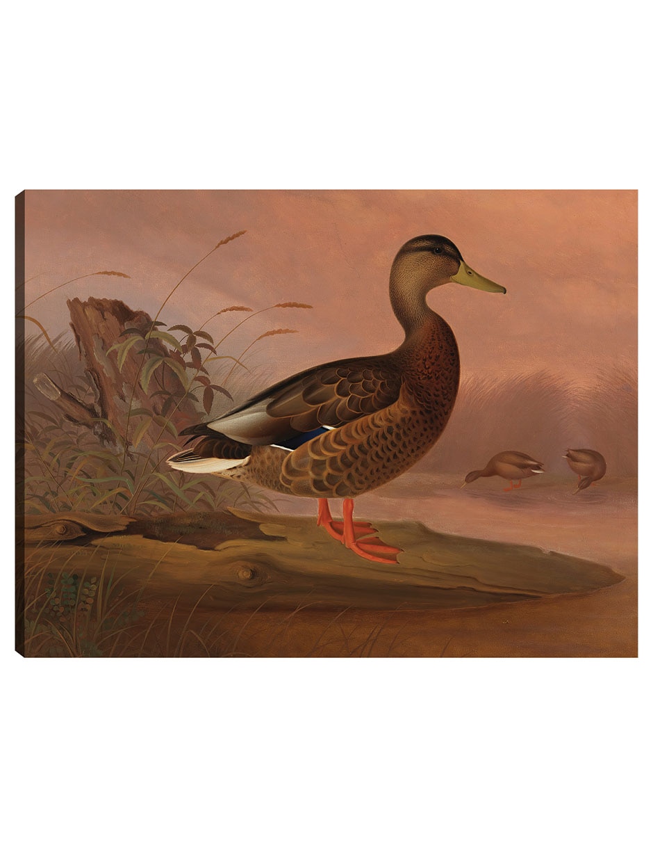 Cuadro decorativo Ánade real (1848) técnica mixta Aves Silvestres Cuadro decorativo Ánade real (1848) técnica mixta Aves Silvestres