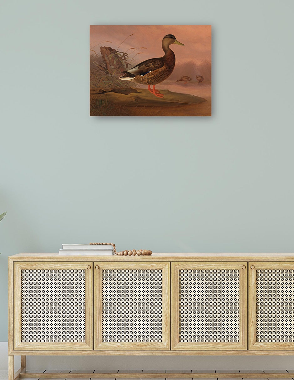 Cuadro decorativo Ánade real (1848) técnica mixta Aves Silvestres 4