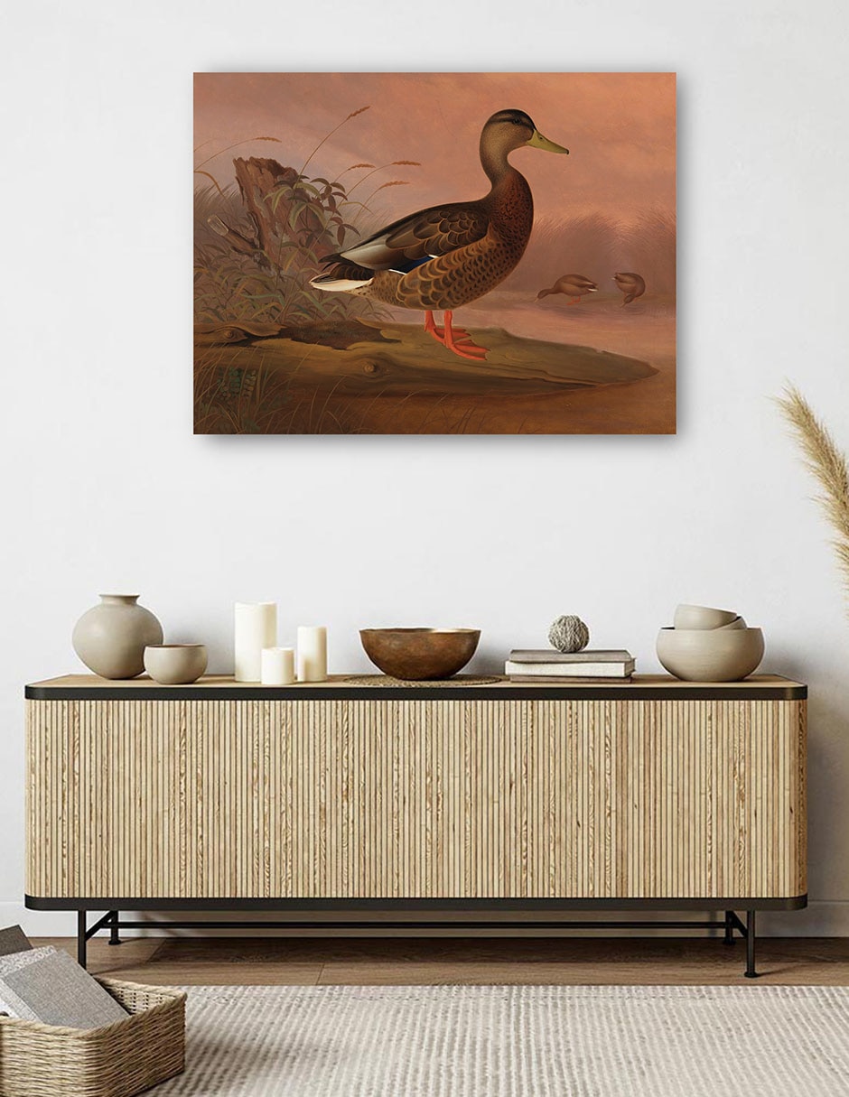 Cuadro decorativo Ánade real (1848) técnica mixta Aves Silvestres 5