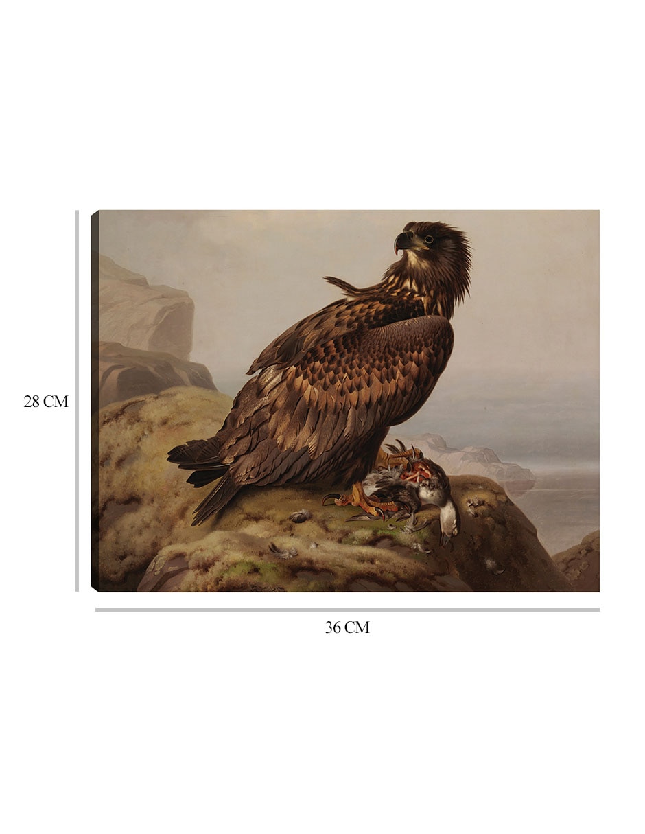 Cuadro decorativo Águila de cola blanca con su presa (1861) técnica mixta Aves Silvestres 2