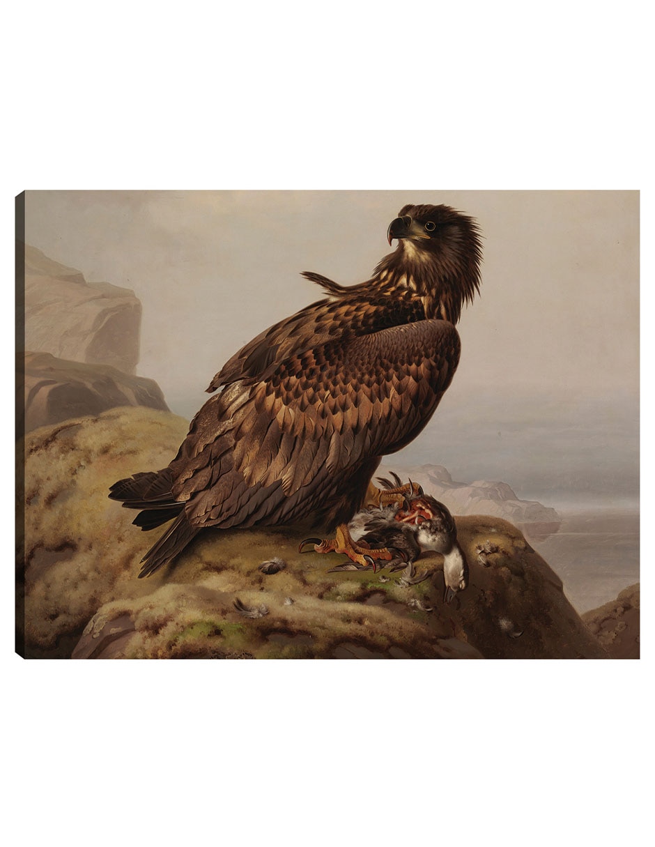 Cuadro decorativo Águila de cola blanca con su presa (1861) técnica mixta Aves Silvestres