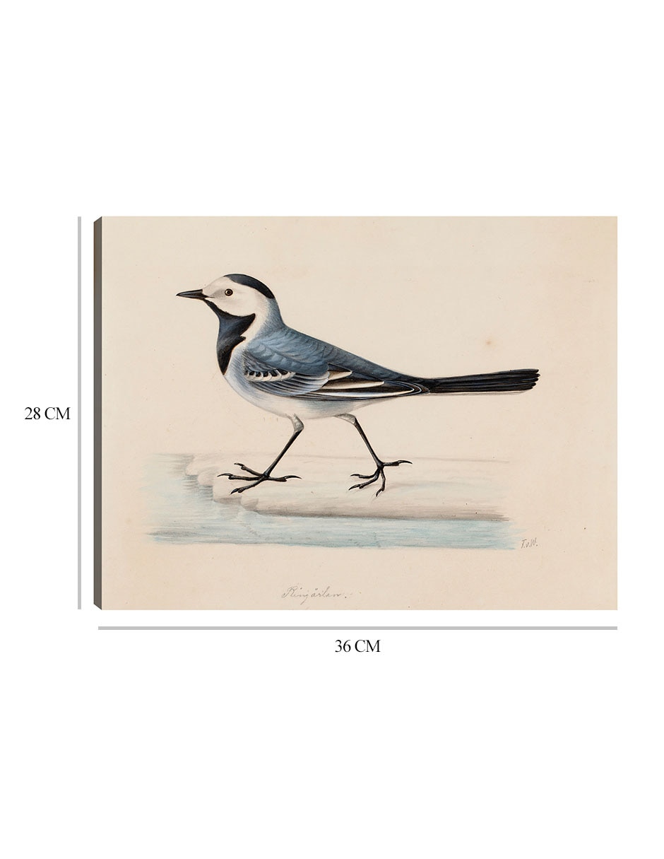 Cuadro decorativo Lavandera blanca técnica mixta Aves Silvestres 2