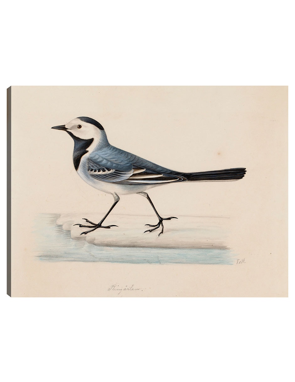 Cuadro decorativo Lavandera blanca técnica mixta Aves Silvestres Cuadro decorativo Lavandera blanca técnica mixta Aves Silvestres