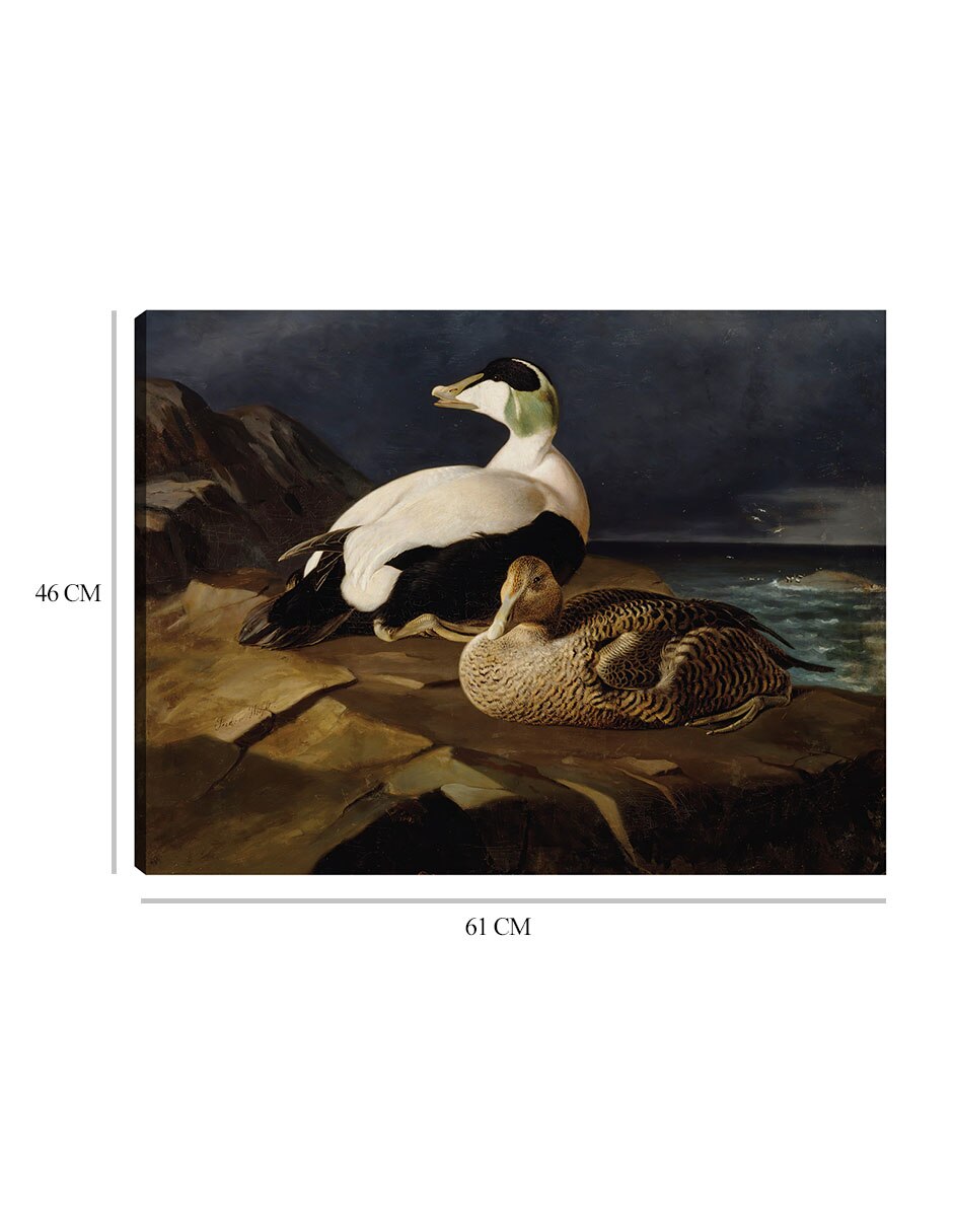 Cuadro decorativo Par de eiders comunes sobre una roca (1869) técnica mixta Aves Silvestres 8