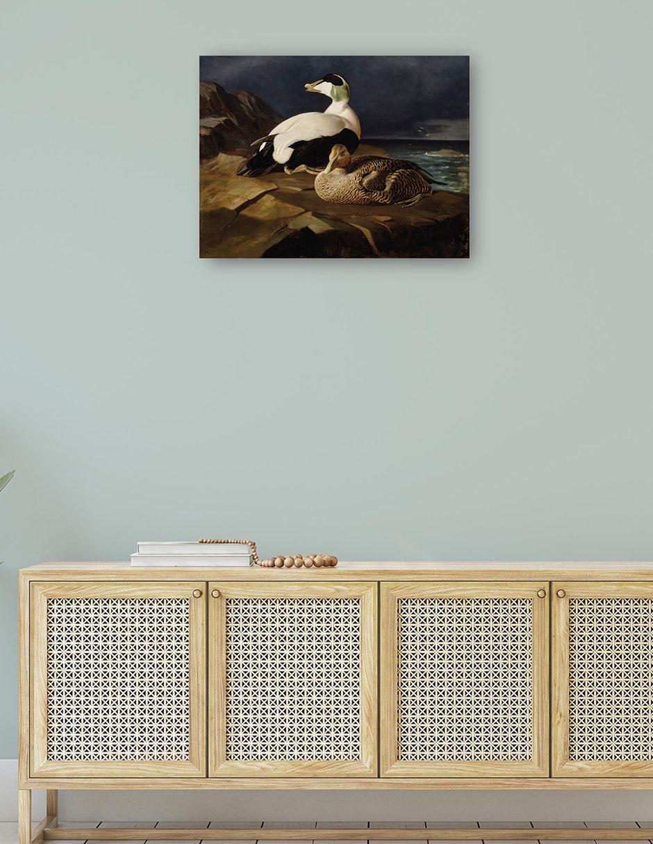 Cuadro decorativo Par de eiders comunes sobre una roca (1869) técnica mixta Aves Silvestres 4