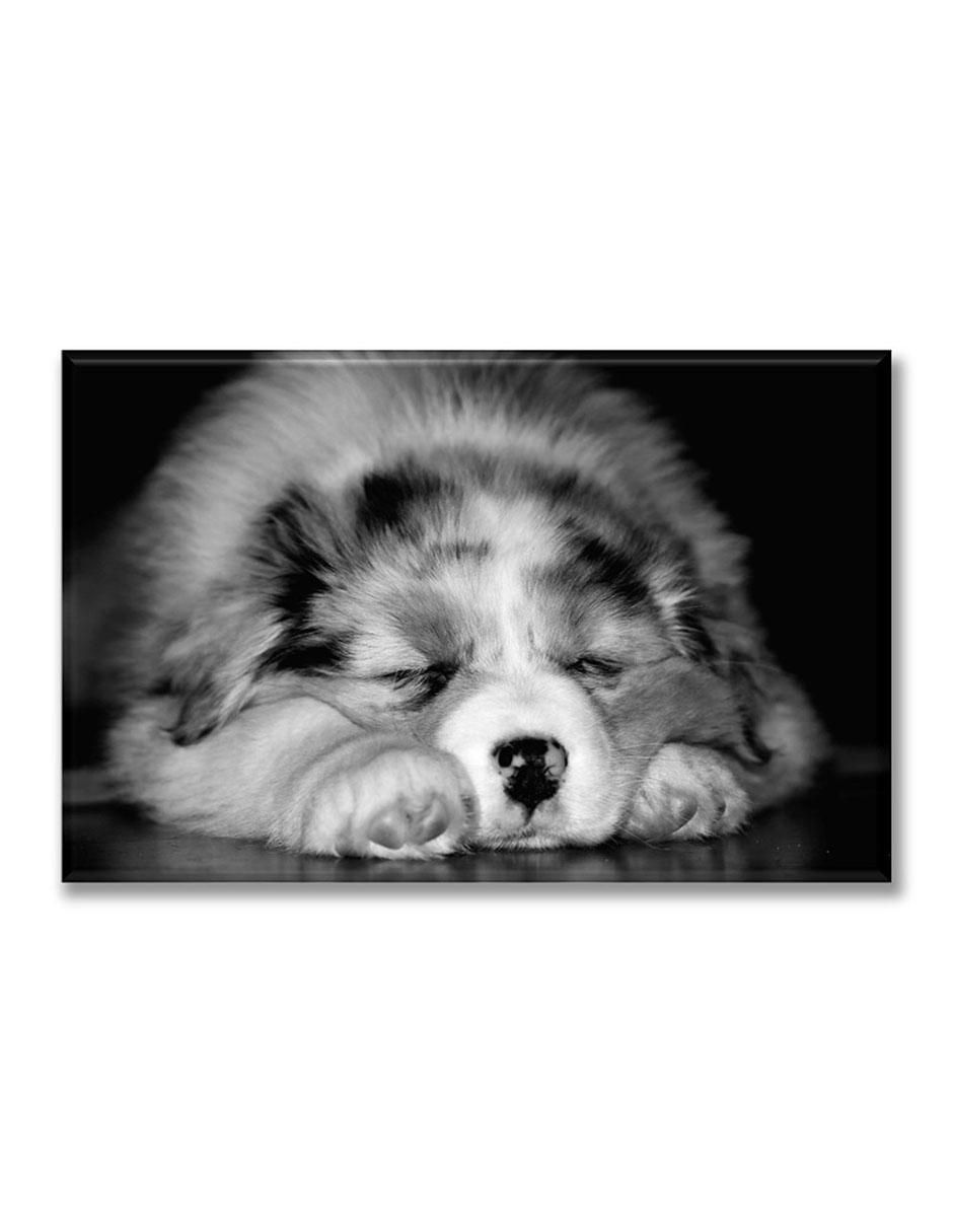Cuadro decorativo Pixtreats cachorro durmiendo