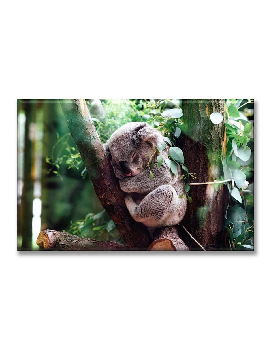 Cuadro decorativo koala dormido