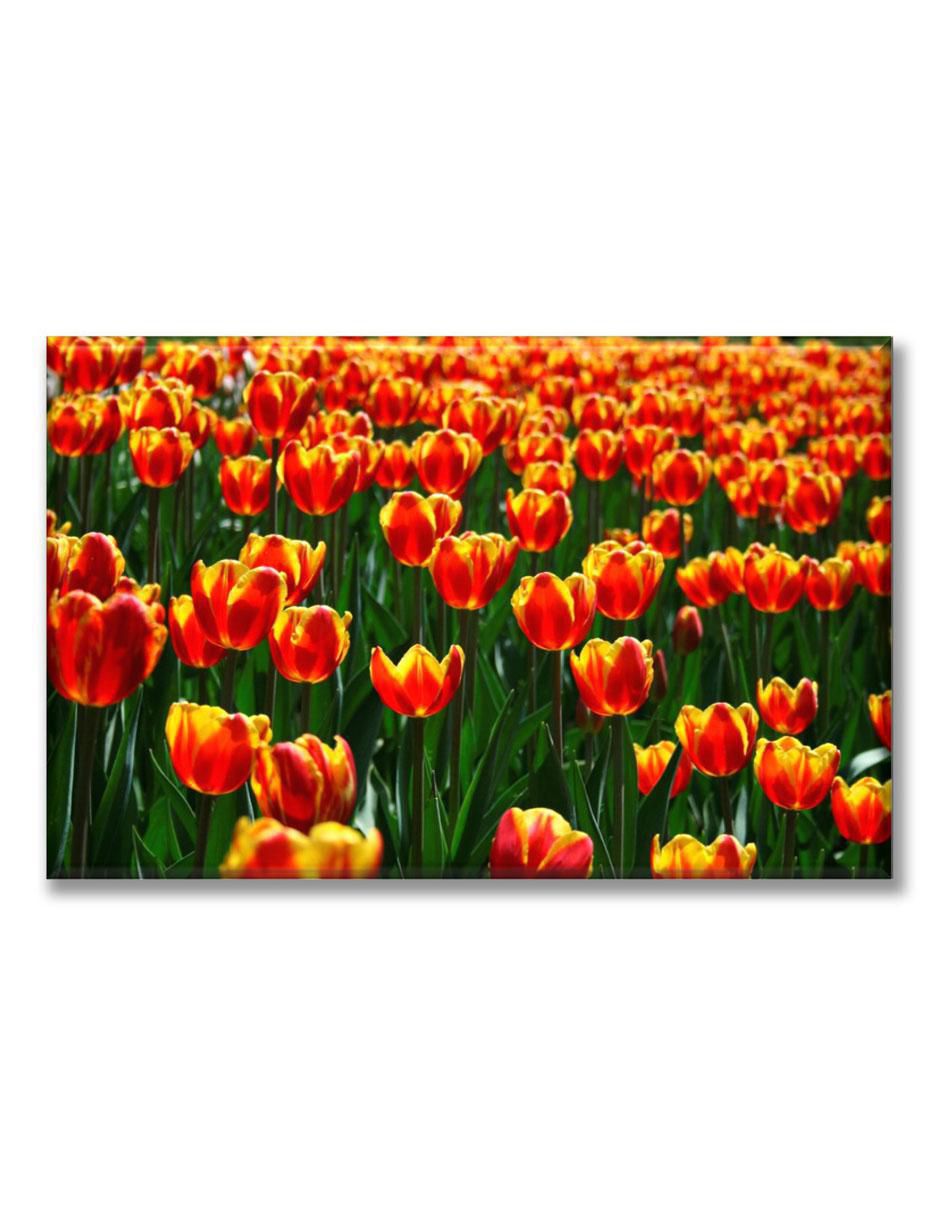 Cuadro decorativo Tulipanes naranjas