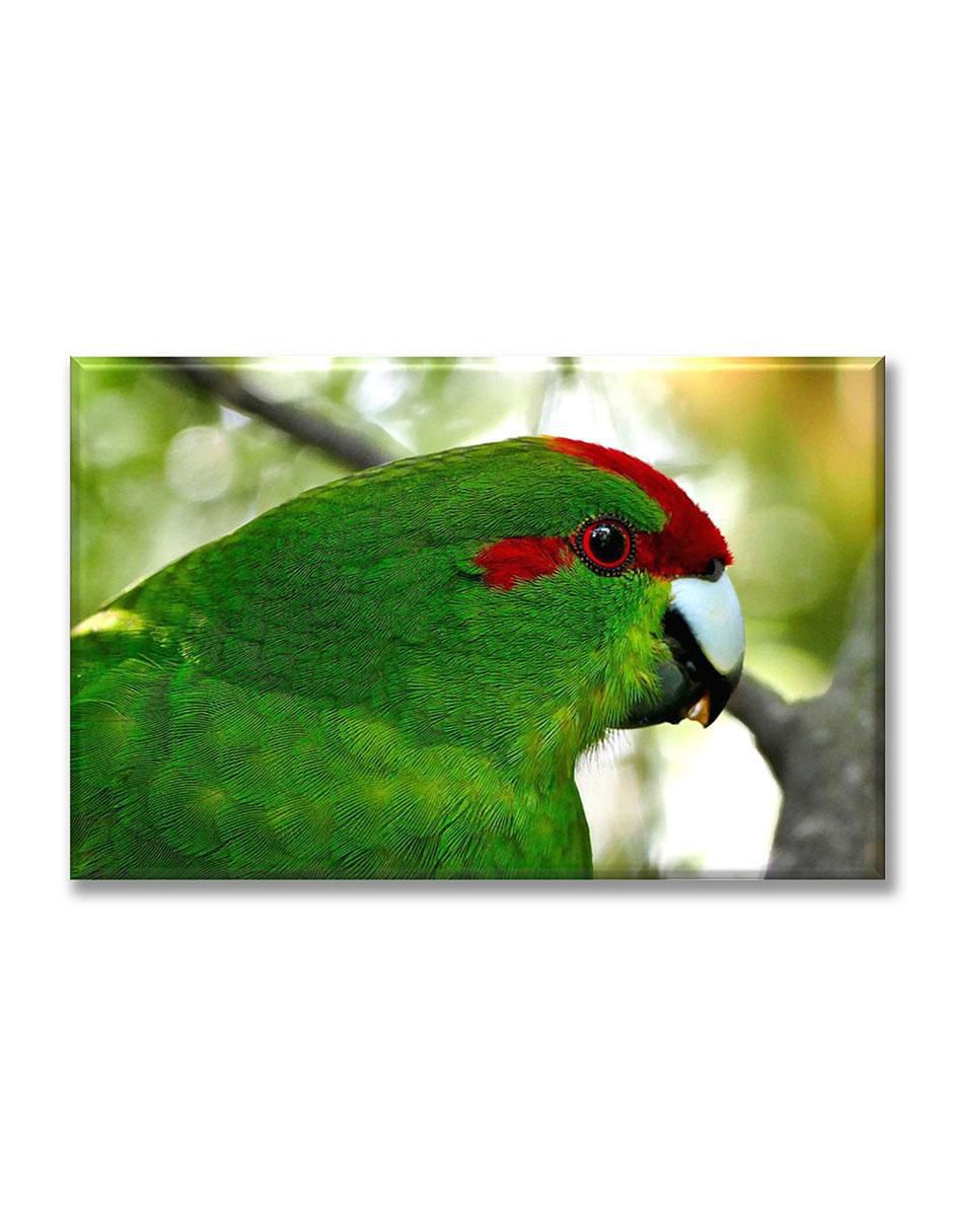 Cuadro decorativo Perico tropical