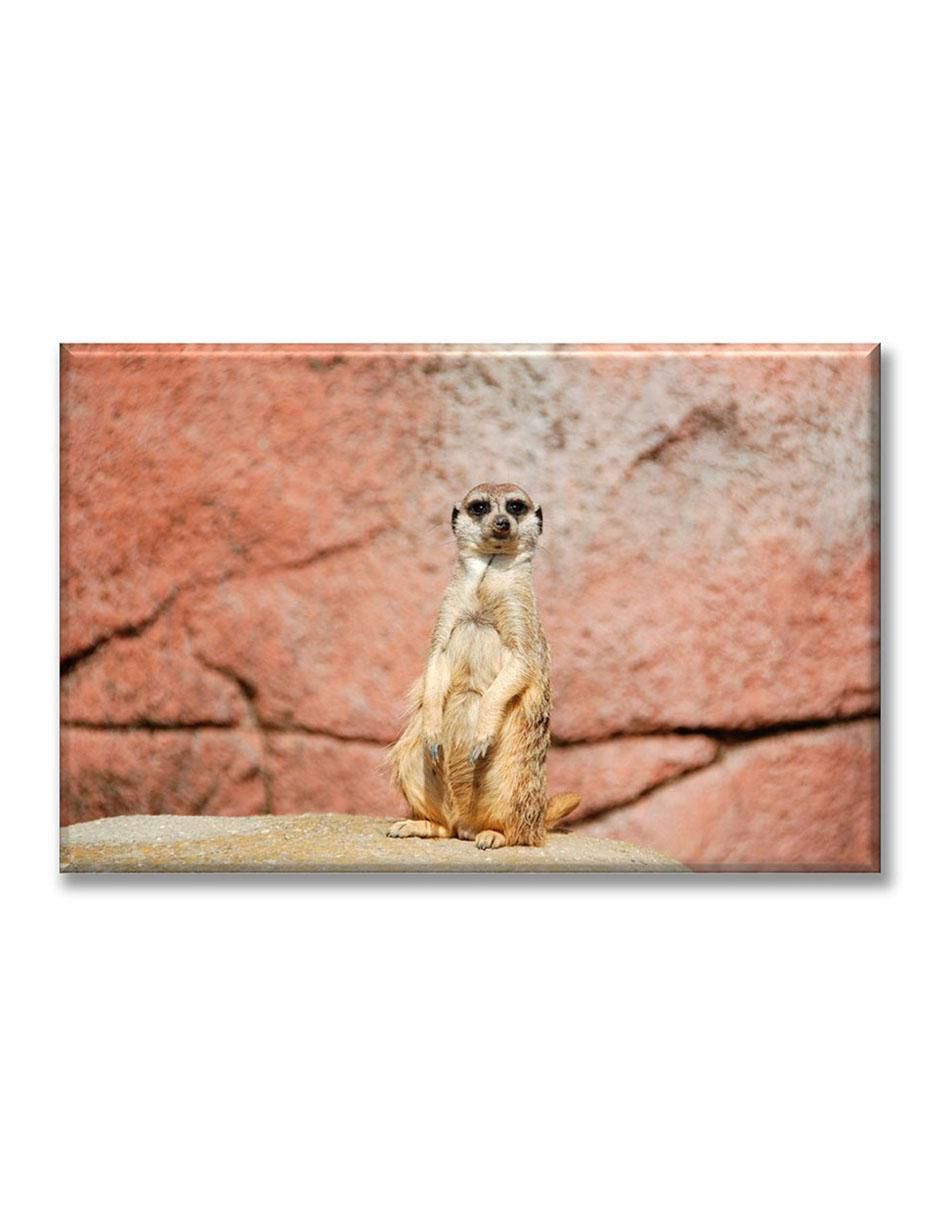 Cuadro decorativo suricata