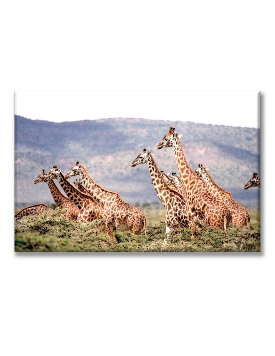 Cuadro decorativo Manada de jirafas Cuadro decorativo Manada de jirafas