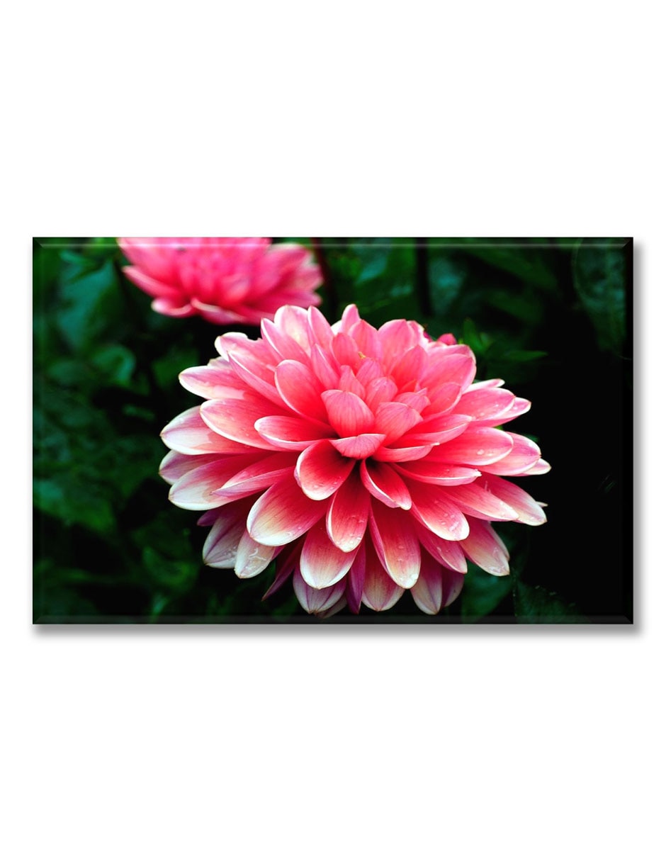 Cuadro decorativo dalia rosada