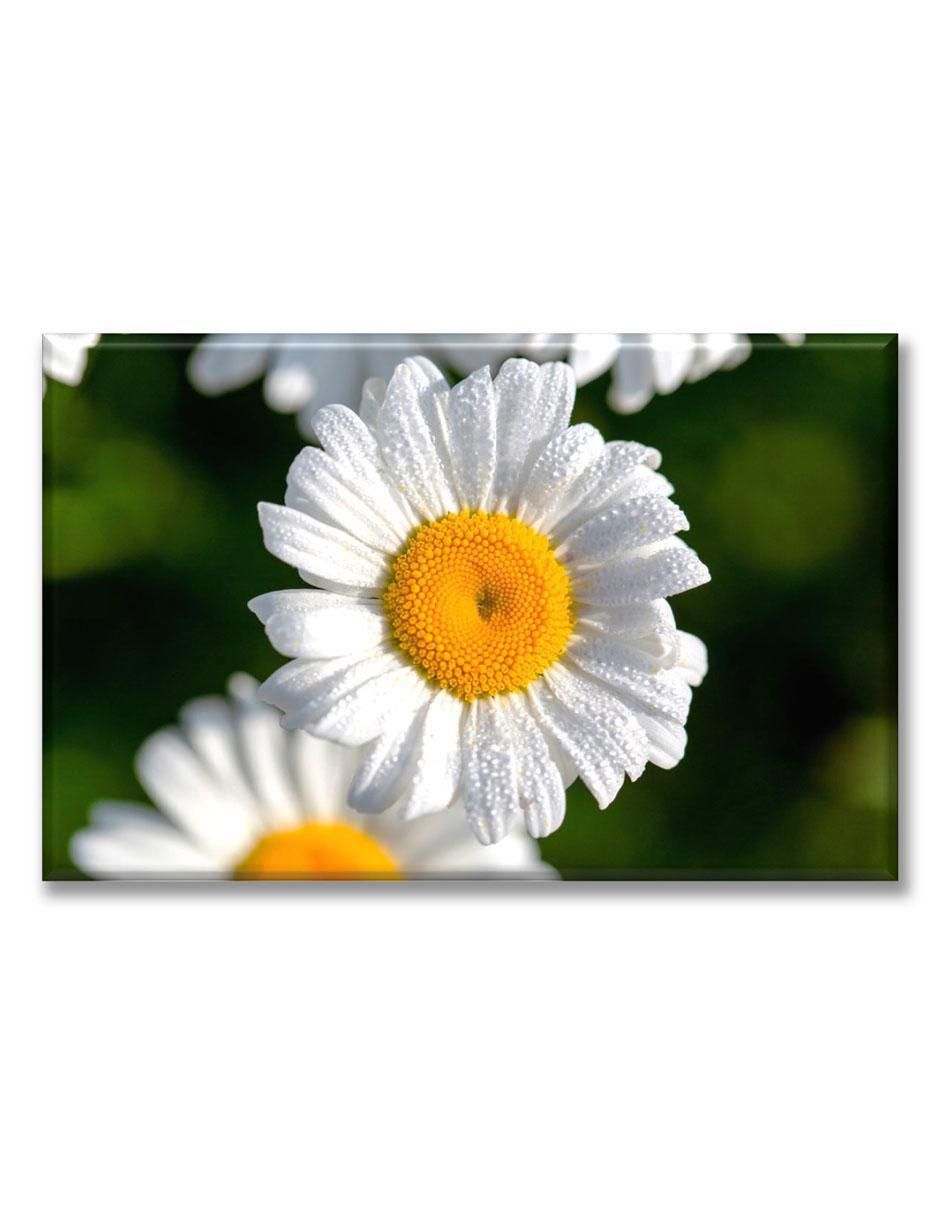Cuadro decorativo Margarita Cuadro decorativo Margarita