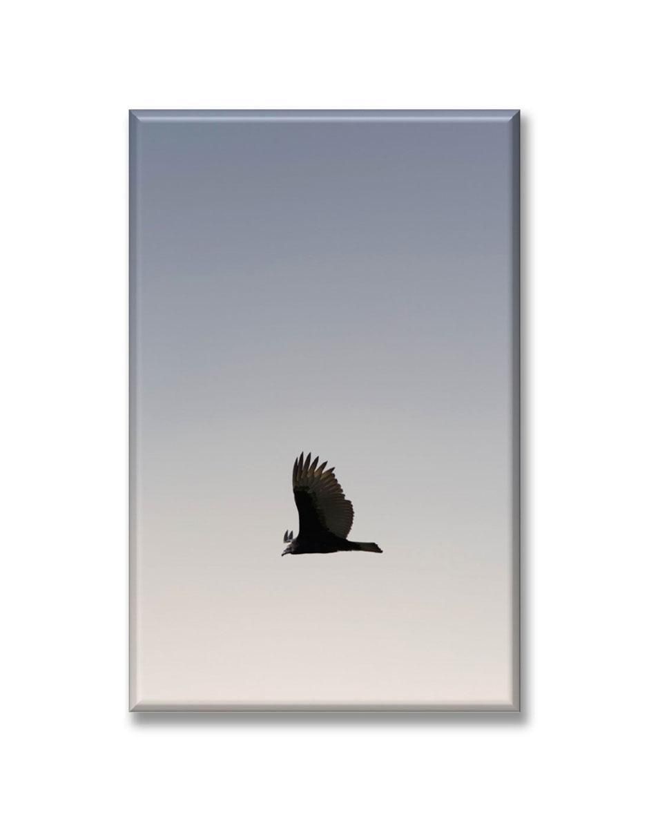 Cuadro decorativo Águila volando Cuadro decorativo Águila volando