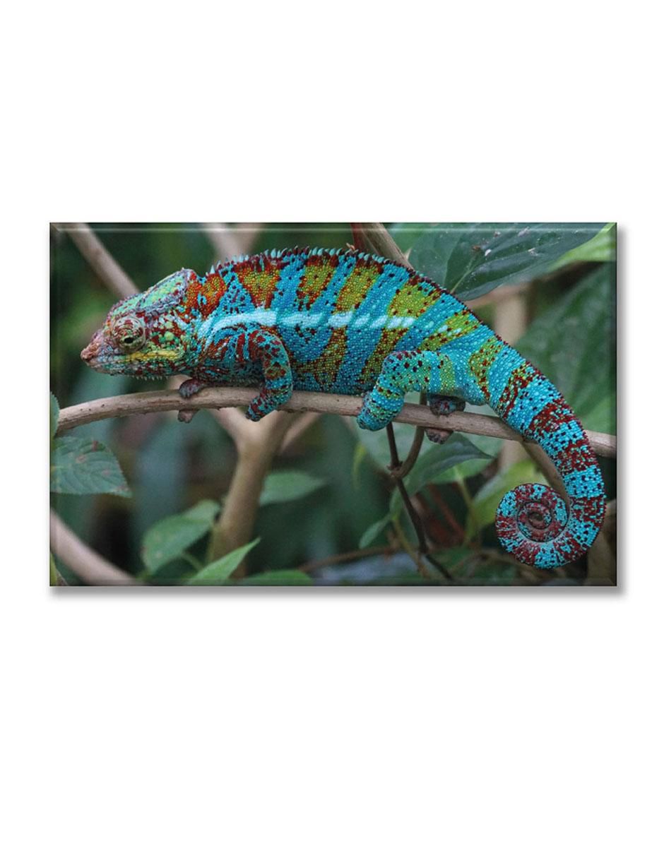 Cuadro decorativo pixtreats reptil de la fauna silvestre
