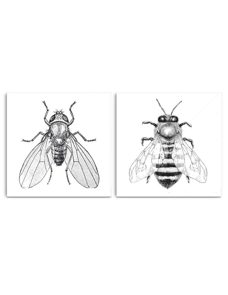 Cuadro decorativo Set par de insectos con barniz a registro