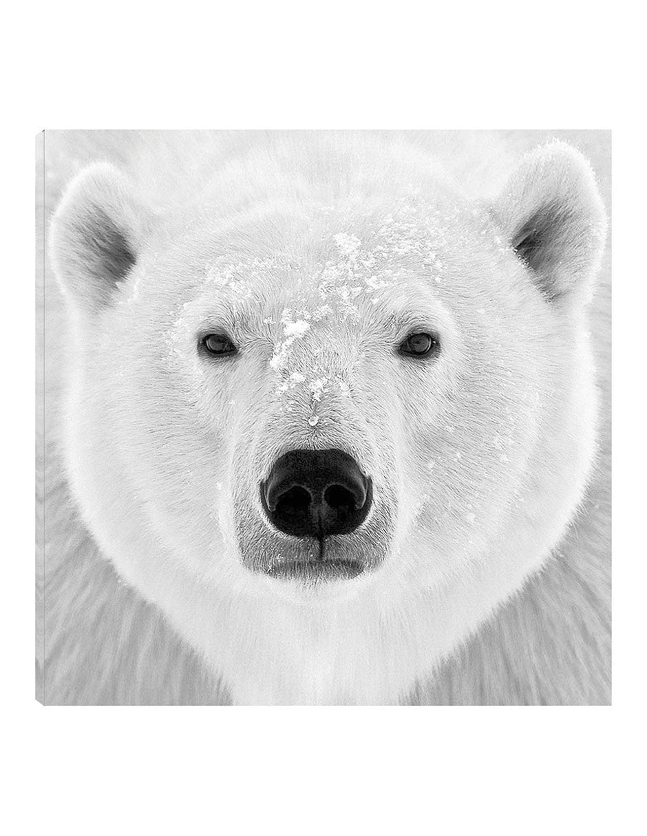 Cuadro decorativo Oso polar técnica mixta Vida Silvestre