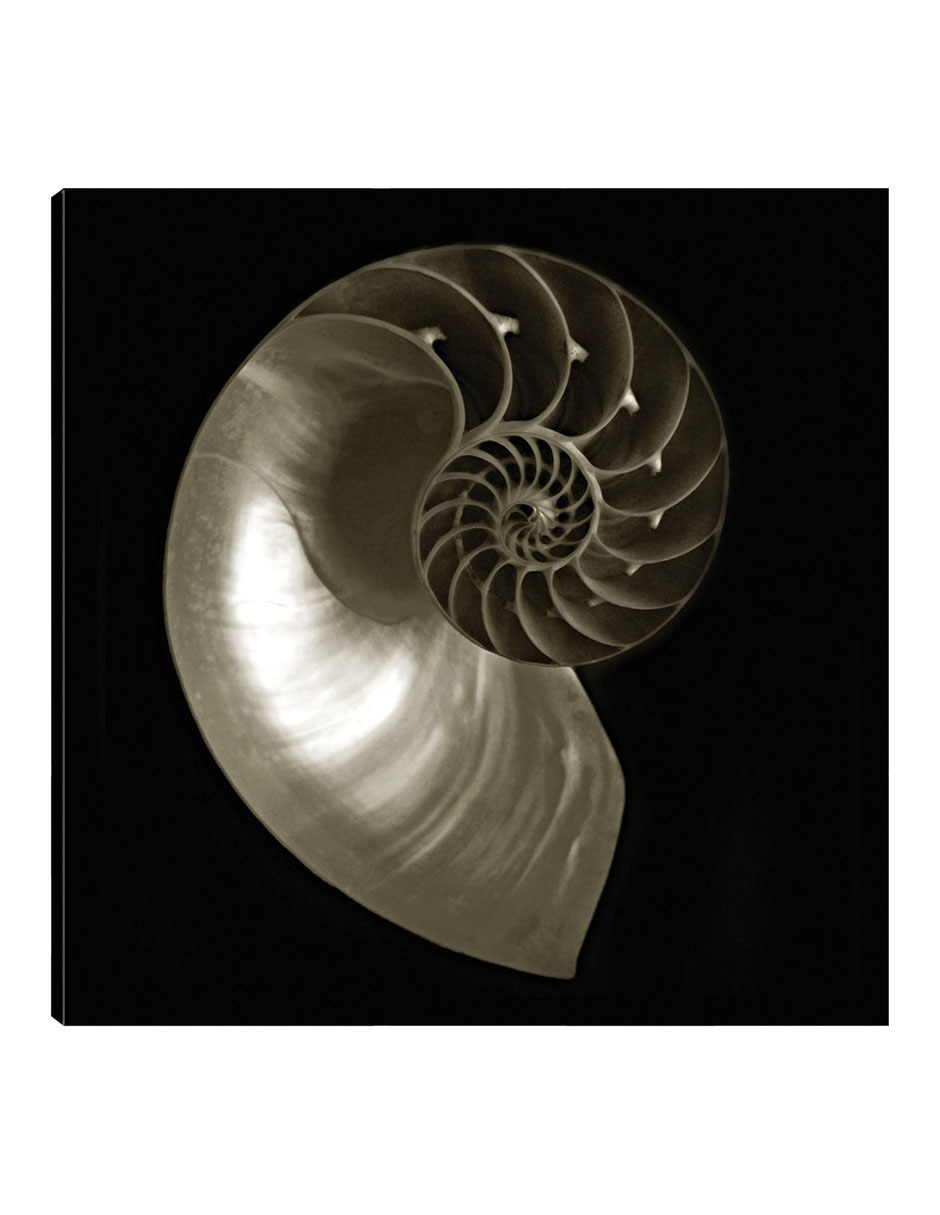 Cuadro decorativo Nautilo sobre negro técnica mixta Animales Marinos Cuadro decorativo Nautilo sobre negro técnica mixta Animales Marinos