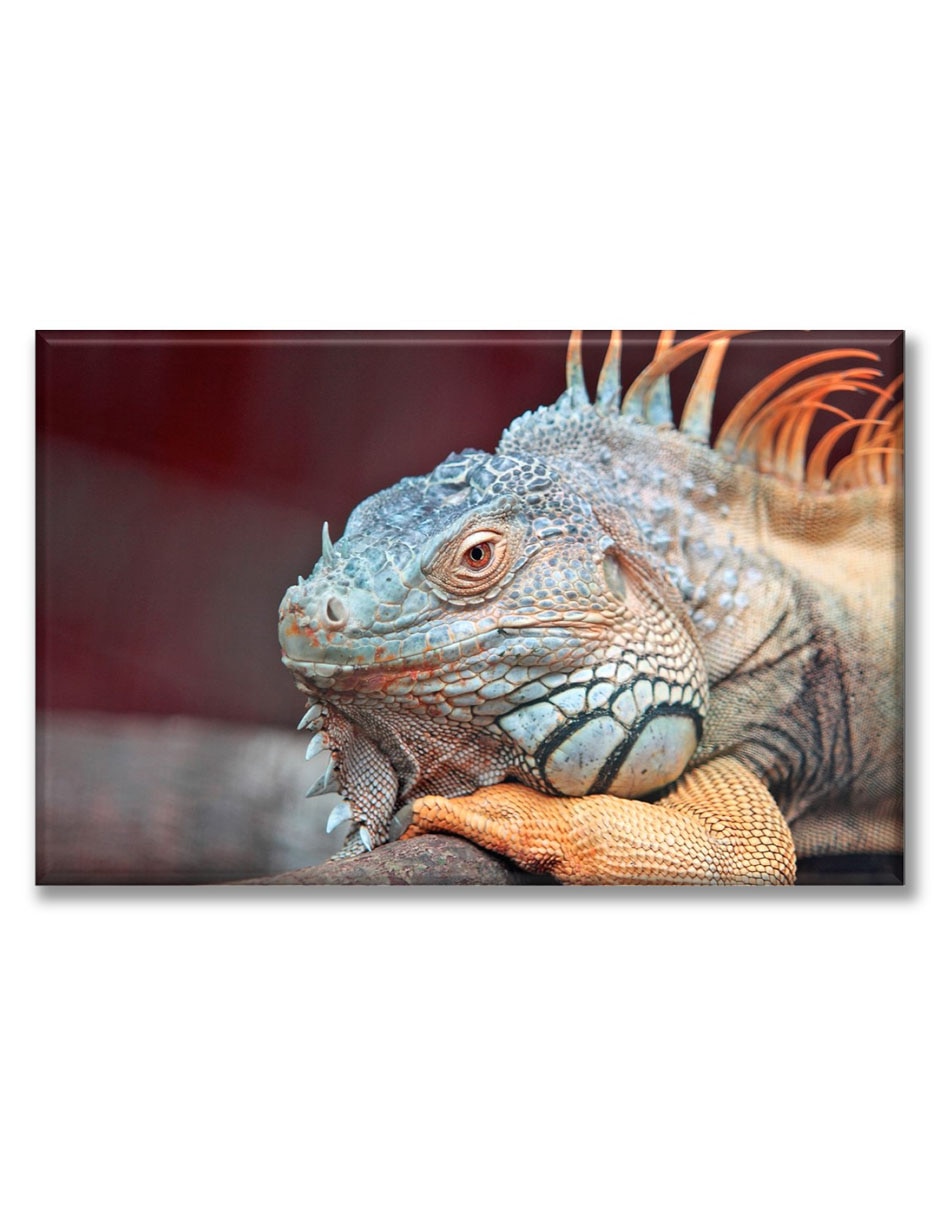 Cuadro decorativo Iguana de perfil