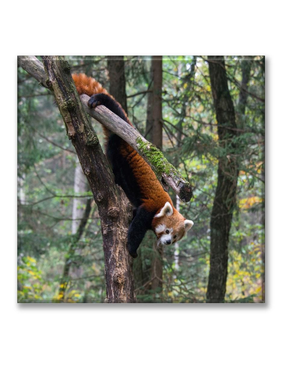 Cuadro decorativo Panda rojo Cuadro decorativo Panda rojo