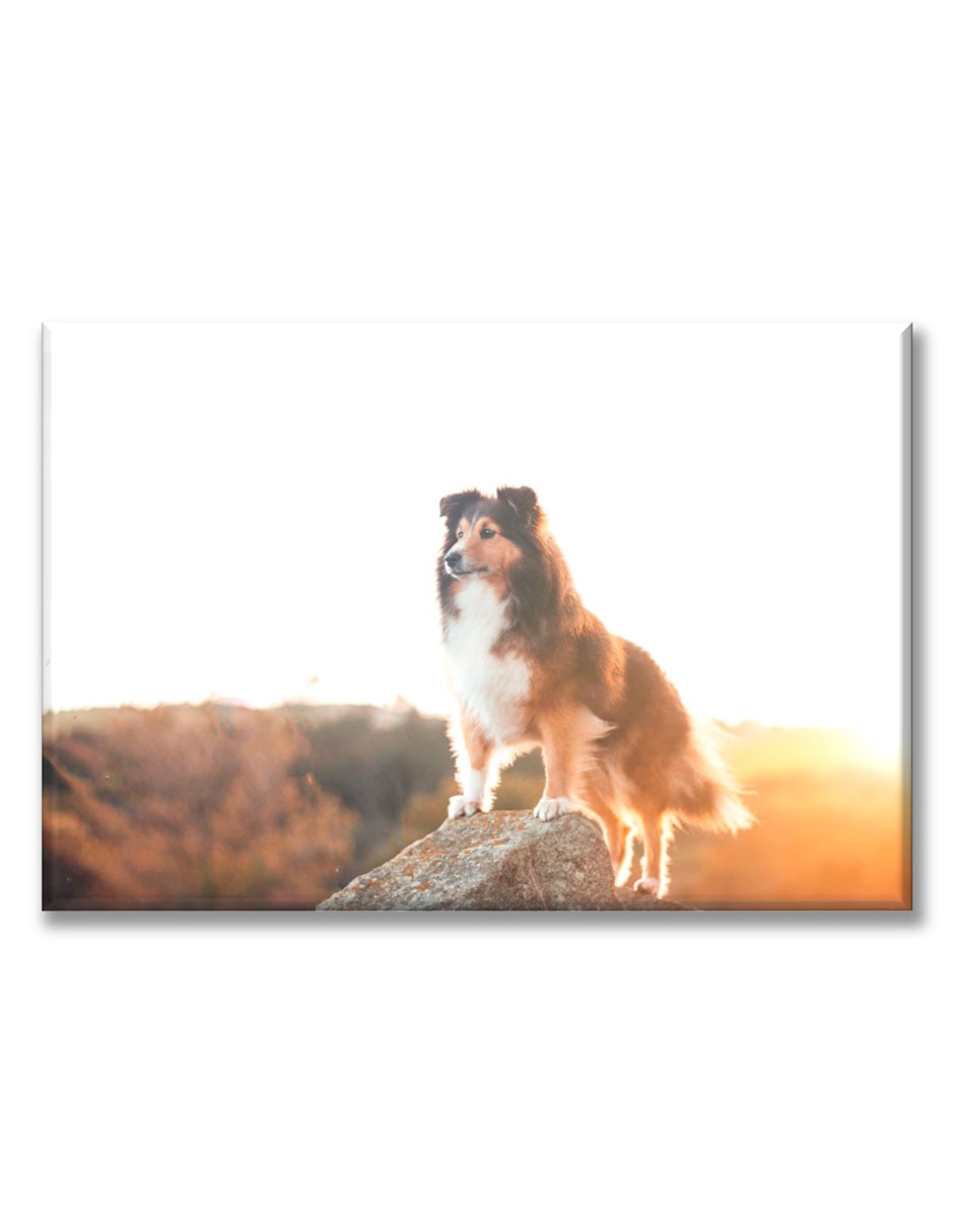 Cuadro decorativo Perro en acantilado