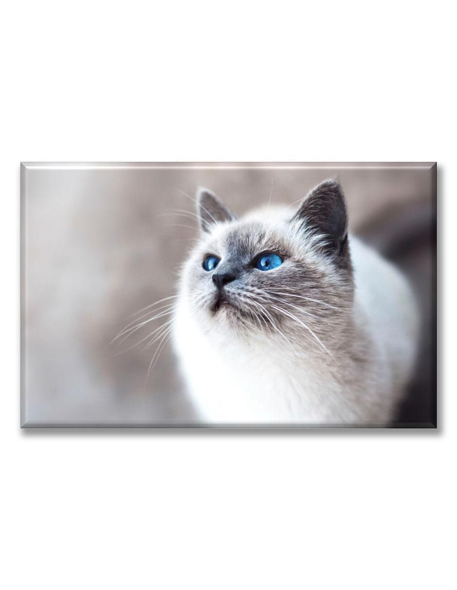 Cuadro decorativo Gatos ojos azules